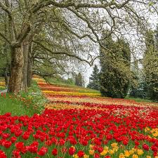 Woods Tulips Garden At Lake Constance Or Bodensee Near Konstanz Germany Enjoy Nature Enjoynature Travel Globe Beautiful Gardens Places To Travel