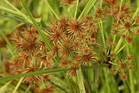 Image result for Cyperaceae
