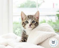 Original, classique ou évocateur, choisissez le meilleur prénom pour votre petit félin dans notre base de données de plus de 20 000 noms. Nom De Chat En S Pour Chaton Ne En 2021 Tout Pour Mon Chat