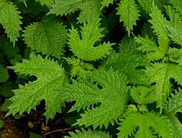 Image result for Girardinia