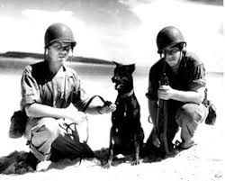 Military Working Dogs Canine War Heroes Through History