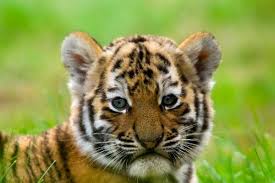 Photo of tiger cubs for fans of white tiger 28321362. Cute Siberian Tiger Cub Tiger Facts And Information