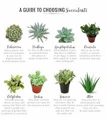 Planting succulents directly in the ground can have many disadvantages. The No Fail Guide To Choosing Growing Succulents Hello Glow