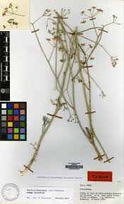 Image result for Deverra denudata