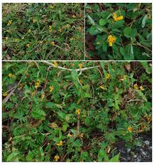 Image result for Smithia