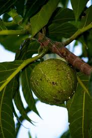 Epingle Sur Martinique