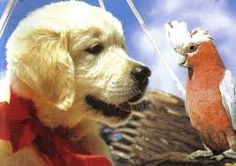 Custom pet art custom pet paintings. Napoleon Dog Movie Pinterest Google Search Napoleon Dog Vintage Movies Dog Movies