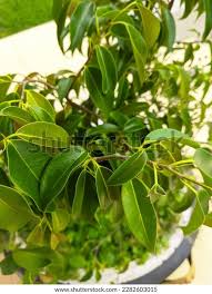 Image result for Ficus obliqua