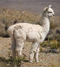 Eventually, camels migrated across the bering strait into regions of asia and africa, where the fat inside their humps helped them adapt yet. Camel Description Humps Food Types Adaptations Facts Britannica