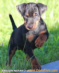 Image result for jagdteriér