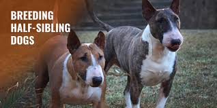 Mating in dogs is longer than what most people think and it's not unusual to see ties lasting close to an hour. Guide To Breeding Half Sibling Dogs Risks Benefits Registrations