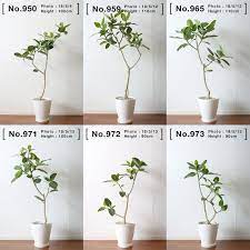 楽天市場 フィカス ベンガレンシス 観葉植物 おしゃれ ゴムの木 大型 リビング ayanas 観葉植物 ゴムの木 フィカス