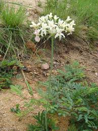 Image result for Pelargonium luridum