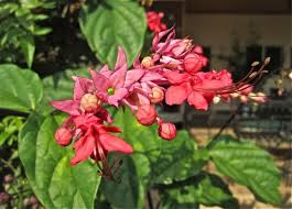 Image result for Thomandersia