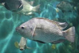 Buy Live Mosquito Fish (Gambrusia)