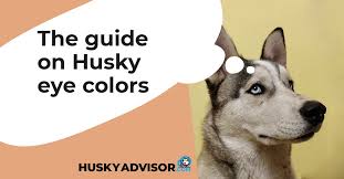 Huskies With Blue Eyes The Guide On Husky Eye Colors