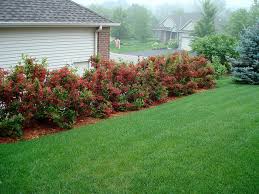 Red Prince Weigela Outdoor Landscaping Outdoor Gardens Dream Garden