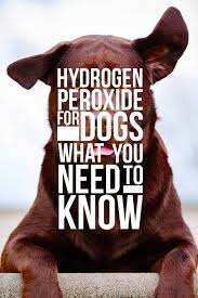 Hydrogen Peroxide For Dogs What You Need To Know A Dog Health Guide Senior Dogs Care Dog Wound Cleaning Dogs Ears
