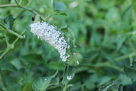 Potato aphids are typically not serious enough to kill plants, but a large enough infestation can stunt. Tomato Bible Your Go To Guide For Perfect Homegrown Tomatoes