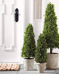 Garnet Hill Original Clothing Bedding And Home Decor Topiary Cone Tree Topiary Topiary Trees