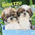 Shih Tzu Puppies for Sale - Adoptapet