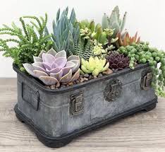 Succulent Garden Care Garden Saftiges Arrangement In 2020 Vetplanten Diy Het Planten Van Vetplanten Cactussen En Vetplanten