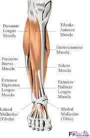 It is not able to exert full power . Calf Anatomy