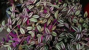 Great for low maintenance areas, rock gardens and mixed borders. Tradescantia Hairy Stem Spiderwort Indian Paint Purple Heart Spiderwort Tradescantia North Carolina Extension Gardener Plant Toolbox