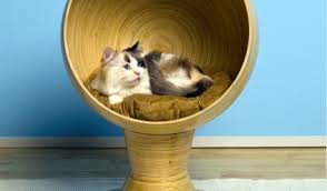 Paws are a cat's survival tool so they would not simply allow anyone to touch them and they cherish their paws very much. Extra Claw In Cat S Pad
