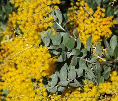 Image result for Acacia podalyriifolia