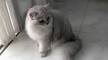 A Beautiful Persian Kittens | NYC – A Beautiful Persian ...