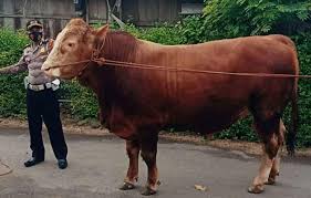 Seorang penternak lembu membeli seekor anak lembu pada harga rm500 daripada seorang penjual terdesak yang memerlukan wang segera untuk menghantar anak melanjutkan pengajian ke universiti. 1evaxd46y09g9m