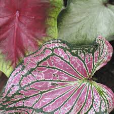 Caladium Care Planting Caladium Bulbs