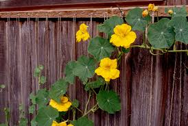 Check out our nasturtium home selection for the very best in unique or custom, handmade pieces from our shops. How To Start Seeds Indoors Better Homes Gardens