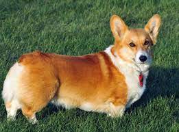 Our pembroke welsh corgi puppies for sale come from either usda licensed commercial breeders or hobby breeders with no more than 5. Pemboke Welch Corgi Puppies For Sale In Georgia Ga Purebred Pemboke Welch Corgis Puppy Joy