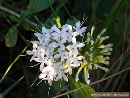 Image result for Pavetta uniflora