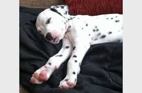 See more ideas about dalmatian, pitbulls, dogs. Pitbull Dalmatian Mix Puppies Off 57 Www Usushimd Com