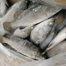Kakap putih di dunia internasional dikenal dengan nama seabass. Produk Terbaru Diskon Besar Barramundi Frozen Segar Buy Beku Ikan Kakap Putih Ikan Kakap Putih Seluruh Putaran Sea Bass Product On Alibaba Com