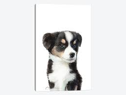 Maybe you would like to learn more about one of these? Mini Australian Shepherd Puppy Canvas Art By Watercolor Luv Icanvas