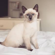The siamese cat is one of the first distinctly recognized breeds of asian cat. 7 Fascinating Facts About Siamese Cats