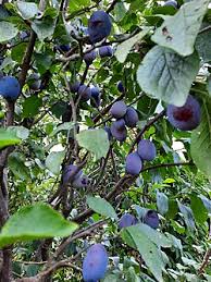 Image result for Prunus domestica