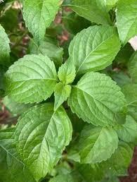 Image result for Ocimum lamiifolium