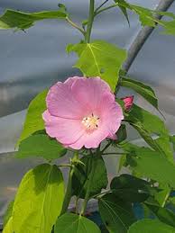Image result for Hibiscus rhabdotospermus