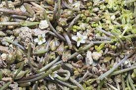 Image result for Limosella capensis