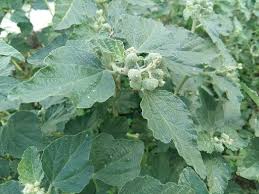 Image result for Paracroton pendulus