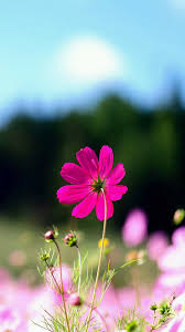 Pretty wallpapers flower wallpaper flower background wallpaper flower phone wallpaper nature wallpaper galaxy wallpaper 123artwallpaper, post kali ini tentang purple flower wallpaper for iphone, disini kami menyediakan banyak sekali 3d wallpaper baik untuk pc, android, tablet. Flower Android Wallpapers Top Free Flower Android Backgrounds Wallpaperaccess