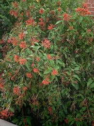 Image result for Justicia rodgersii