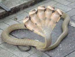 Five Head Cobra Snake Unusual Animals Weird Animals