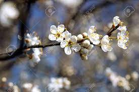 We did not find results for: Fruit Tree Blossoms Stock Photo Picture And Royalty Free Image Image 126520783