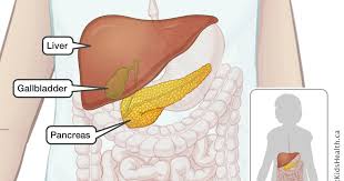 The liver has a digestive system, immune system, endocrine system, and exocrine functions. Liver Gallbladder And Pancreas